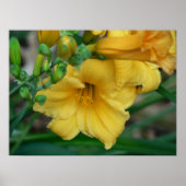 Daffodil Poster (Voorkant)