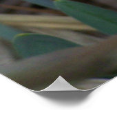 Daffodil Poster (Hoek)