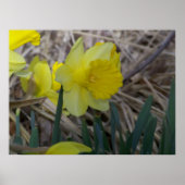 Daffodil Poster (Voorkant)