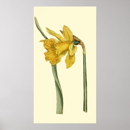Daffodil Poster (Voorkant)