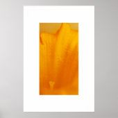 Daffodil Poster (Voorkant)