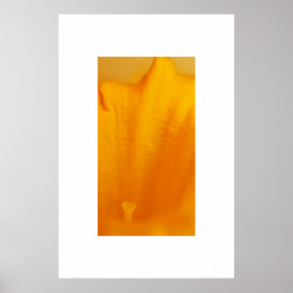 Daffodil Poster
