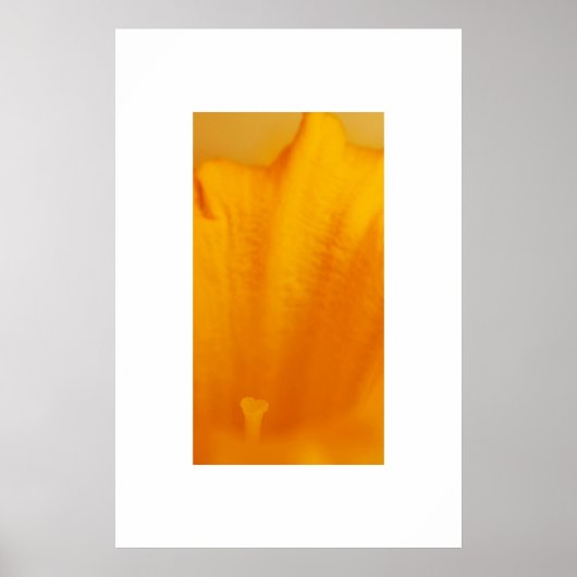 Daffodil Poster (Voorkant)