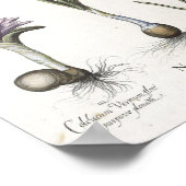 Daffodil Poster (Hoek)