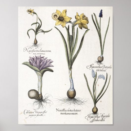 Daffodil Poster (Voorkant)