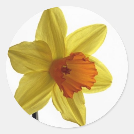 daffodil ronde sticker (Voorkant)