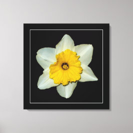 'Daffodil Serie, Afbeelding 1' Canvasprint met Spa Canvas Afdruk