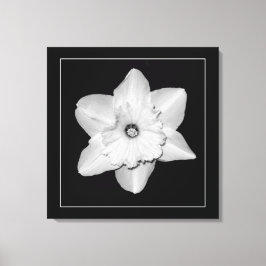 'Daffodil Serie, Afbeelding 2' Ingepakt Canvas Pri Afdruk