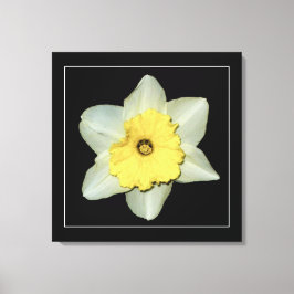 'Daffodil Serie, Afbeelding 3' Canvasprint Canvas Afdruk