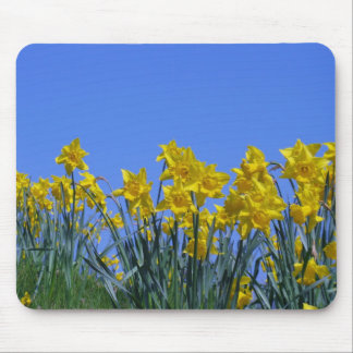 Daffodil Sky Muismat