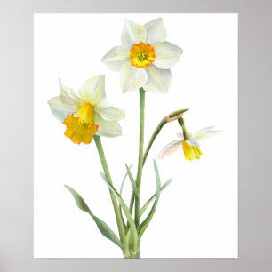 Daffodil Spring Flower Bouquet Floral Waterverf Poster