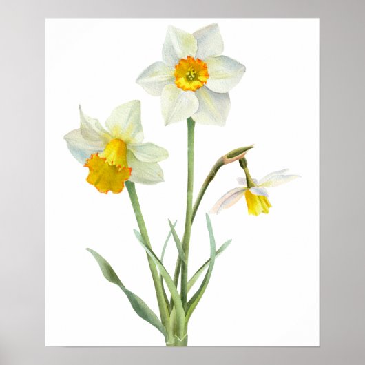 Daffodil Spring Flower Bouquet Floral Waterverf Poster (Voorkant)