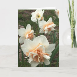 Daffodil Spring Wenskaart Kaart