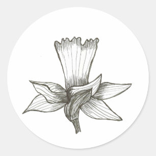 Daffodil Sticker