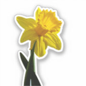 Daffodil Sticker (Voorkant)