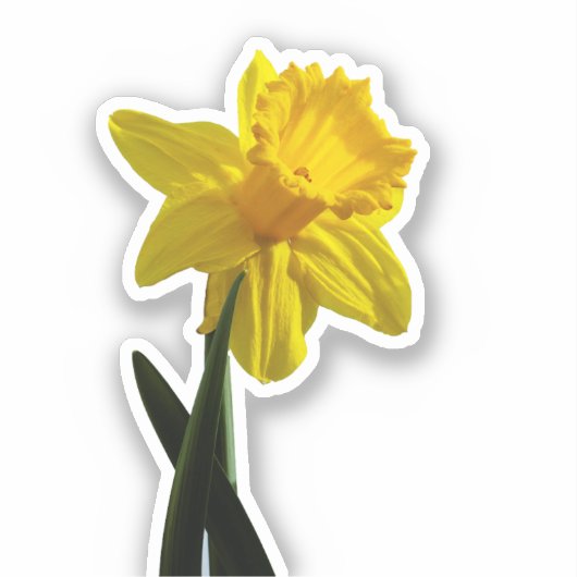 Daffodil Sticker (Voorkant)
