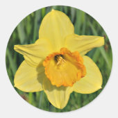 Daffodil Stickers (Voorkant)