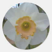 Daffodil stickers (Voorkant)