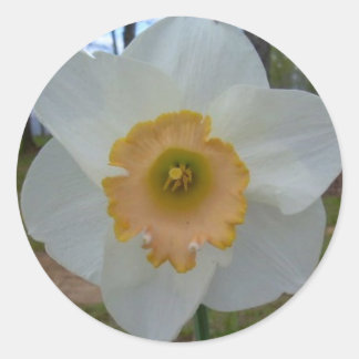 Daffodil stickers