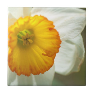 Daffodil Tegeltje