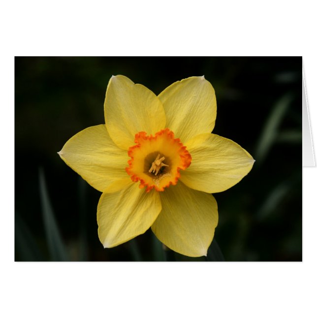 "daffodil" van Larry Coressel (Voorkant Horizontaal)