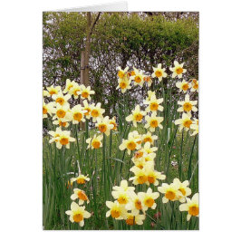 Daffodil-veld in Springtime