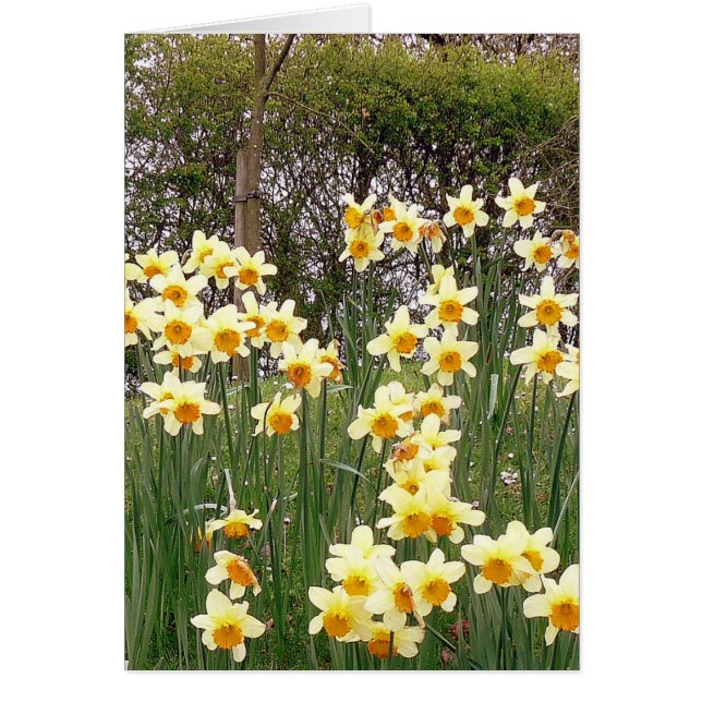 Daffodil-veld in Springtime (Voorkant)