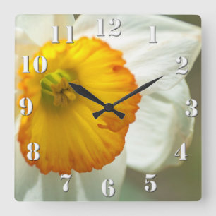Daffodil Vierkante Klok