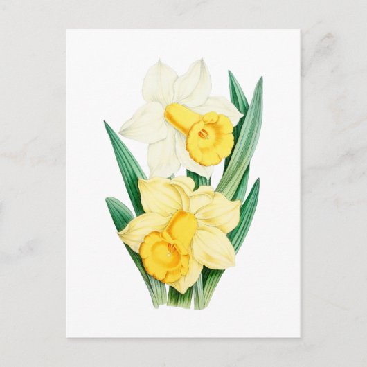 Daffodil Vintage Botanical Postcard Briefkaart (Voorkant)
