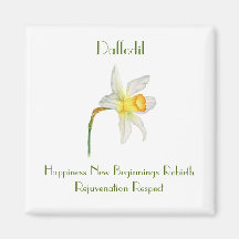 Daffodil waterverf met de bloemenbetekenis