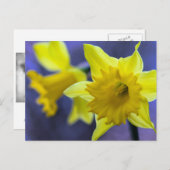 Daffodilbloemen Briefkaart (Voorkant / Achterkant)