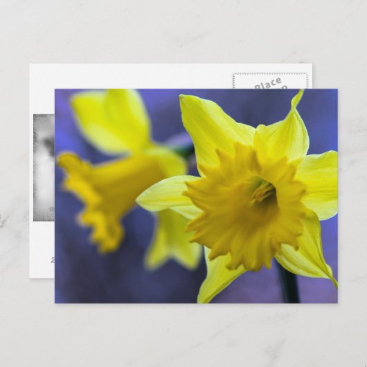 Daffodilbloemen Briefkaart (Voorkant / Achterkant)