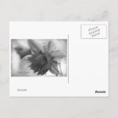 Daffodilbloemen Briefkaart (Achterkant)
