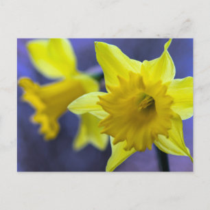 Daffodilbloemen Briefkaart