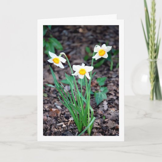 Daffodilbloemen Kaart (Voorkant)