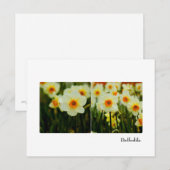 DaffodilBriefkaart Briefkaart (Voorkant / Achterkant)