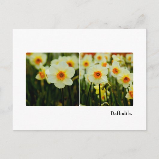 DaffodilBriefkaart Briefkaart (Voorkant)