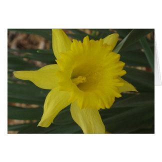 Daffodilerkaart