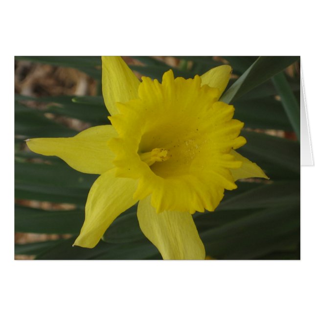 Daffodilerkaart (Voorkant Horizontaal)