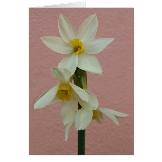 Daffodilerkaart (Voorkant)