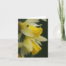 Daffodilerkaart