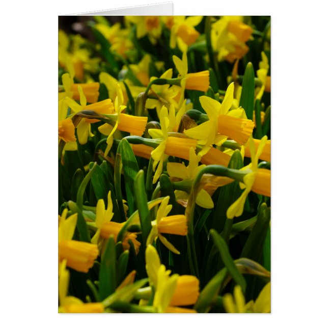 Daffodilfamilie (Voorkant)