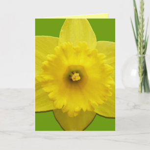 Daffodilkaarten, speciaal ontworpen klepkaarten feestdagen kaart