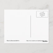 Daffodill Briefkaart (Achterkant)