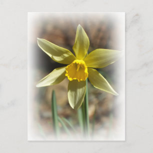 Daffodill Briefkaart