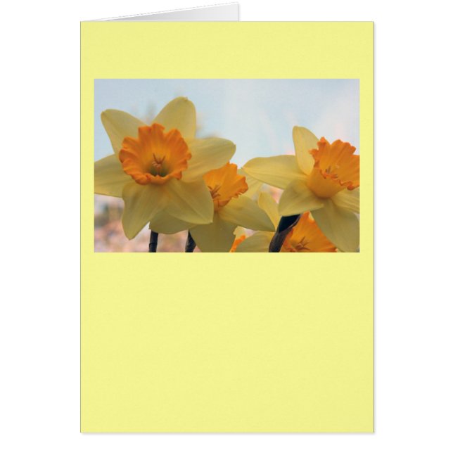 Daffodillen (Voorkant)