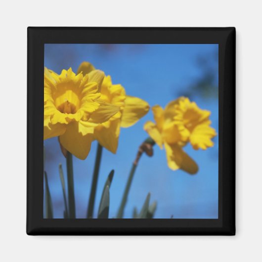 Daffodillen Magneet (Voorkant)