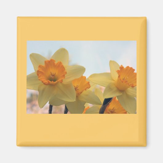 Daffodillen Magneet (Voorkant)