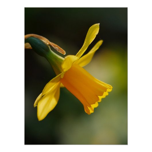 DaffodilPoster Perfect Poster (Voorkant)