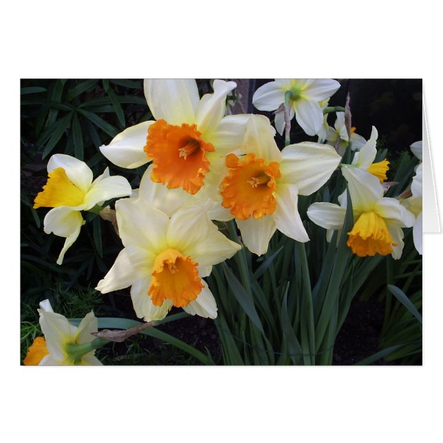 Daffodils (Voorkant Horizontaal)